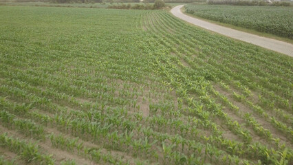 Corn field aerial view