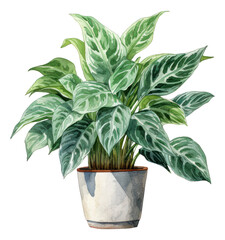 Watercolor hand drawn illustration of Chinese Evergreen isolated. Generative AI.