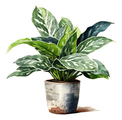 Watercolor hand drawn illustration of Chinese Evergreen isolated. Generative AI.