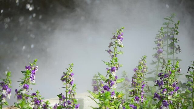 slow motion white fog on river, mist on water surface with puple flower in springtime