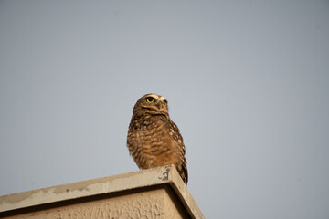 Domestic owl relaxing atop a roof