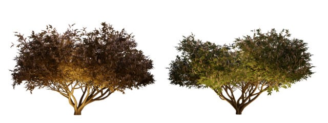 isolated, cutout, hires aesculus tree night scene with uplight in transparent background, best for parking landscape design, best for night render visualisation, post production and compositing.