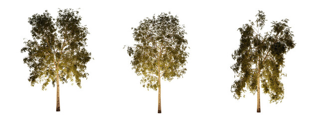 isolated, cutout, hires betula tree night scene with uplight in transparent background, best for parking landscape design, best for night render visualisation, post production and compositing.