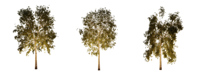 isolated, cutout, hires betula tree night scene with uplight in transparent background, best for parking landscape design, best for night render visualisation, post production and compositing.