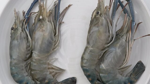 Close up of fresh raw prawns or shrimps in white plate for cooking.