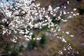 Beautiful Peach Blossoms in Spring
