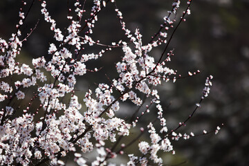 Close up of blooming peach blossoms