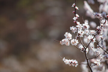 Close up shots of peach blossoms