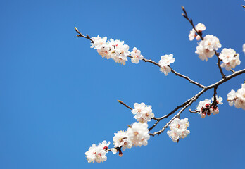 Close-up of Peach Blossoms under the Blue Sky