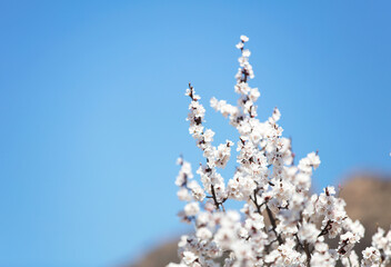 Close-up of Peach Blossoms under the Blue Sky