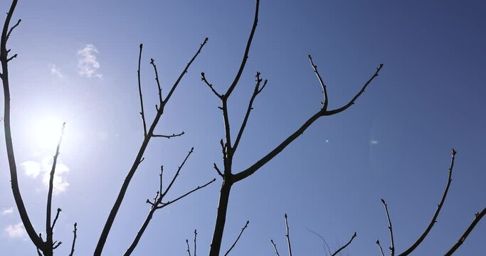 Manchurian walnut tree in sunny weather in early spring, young Manchurian walnut without foliage in early spring