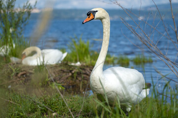 Cygnes sur les rives du lac de Bracciano en Italie