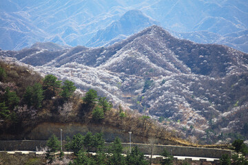 Fototapeta na wymiar Along the scenic route of Beijing's mountainous areas, there are mountains full of peach blossoms