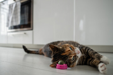 Pleased calm cat enjoy with catnip ball toy. Furry pets favourite pastime. Fluffy multicolour kitty wrinkles muzzle with pleasure lying on kitchen floor. Love house animals. Best for pets.
