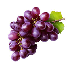 Freshly picked grapes in a bunch white isolated background
