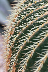 Echinocactus grusonii or Kroenleinia grusonii, popularly known as the golden barrel cactus, golden ball or mother-in-law's cushion.