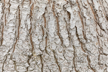 The texture of the bark of a nolina recurvata stem. Beaucarnea recurvata