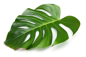 single green leaf on a white background Generative AI