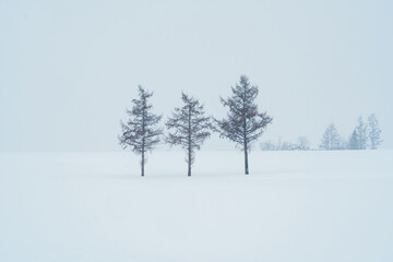 Fototapeta na wymiar Beautiful Mild Seven Hills tree with Snow in winter season at Biei Patchwork Road. landmark and popular for attractions in Hokkaido, Japan. Travel and Vacation concept