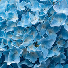 鮮やかな水色の紫陽花 / Vivid light blue hydrangea