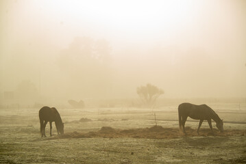 Fototapeta na wymiar Horse in fog