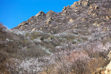 Peach blossoms bloom in the mountains in spring in the north