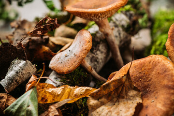 Wild honey fungus (Armillaria mellea) mushrooms in the forest. Selective focus. Shallow depth of field.