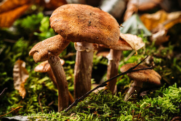 Wild honey fungus (Armillaria mellea) mushrooms in the forest. Selective focus. Shallow depth of field.