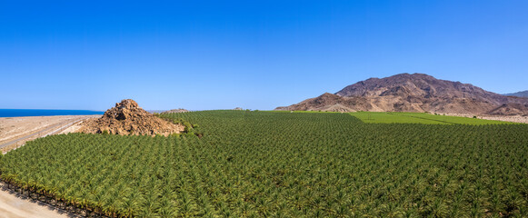 Views of date palms in the Coachella Valley near the Salton Sea 
