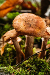 Wild honey fungus (Armillaria mellea) mushrooms in the forest. Selective focus. Shallow depth of field.