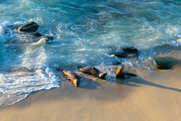 photo of sea lion wild animal fauna. sea lion wild animal outdoor.