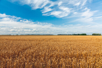 Ripe golden wheat spikelets on the field in warm autumn day. Autumn landscape. Agriculture industry.