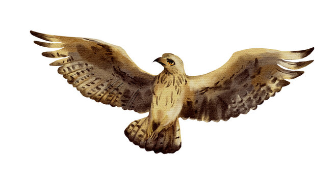 Flying eagle or falcon, hawk bird. Wild raptor in flight. Watercolor wildlife background