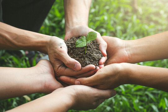 Group of volunteers holds a small tree in their hands. Concept of world environment day.community service and volunteering group nature for sustainable environment. Climate Change, global care.