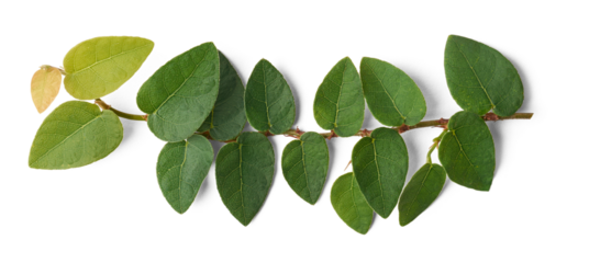 close-up of creeping fig or climbing fig plant foliage, ficus pumila, vigorous and fast growing ornamental evergreen vine covering  surfaces or concrete walls isolated background