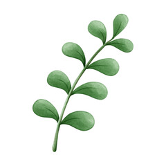 green leaf isolated on white background