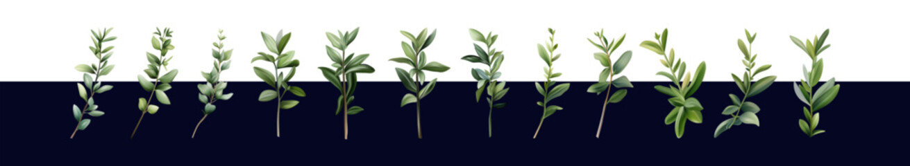 Basil branches 3d. Green stem with leaves. Different branches of a fragrant plant. A bush of fresh basil. An ingredient for cooking and decorating food, garden herbs. Set of isolated vector elements.