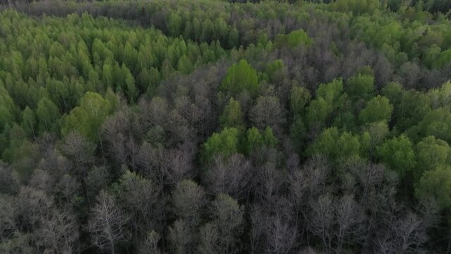 Flight over the forest in Valgamaa in springtime shortly after sunset. Estonia.