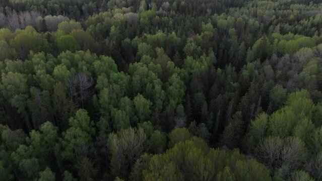 Flight over the forest in Valgamaa in springtime shortly after sunset, Estonia.