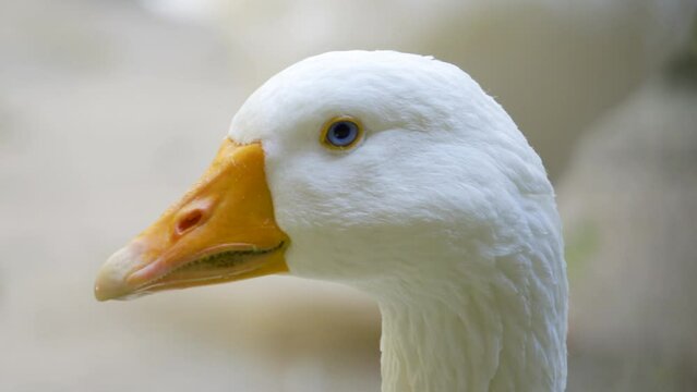 Close up of goose head on other side of fence in inner church courtyard; blue eyed goose turning its head curiously; teeth visible on orange beak; white feathered bird; farm animal; poultry