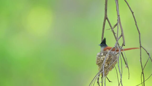 Paradise Fly catcher Making nest with hanging Branches