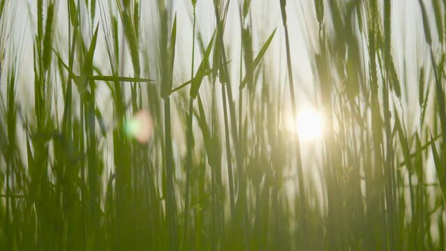 Static upward shot of sunlight filtering through swaying barley in farm land