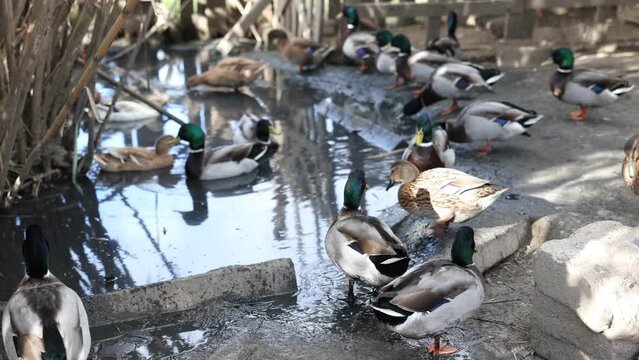 Male and female mallard ducks foraging and swimming on water pond near smallholding fence during daytime in autumn