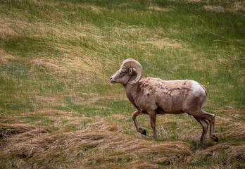 Obraz premium bighorn sheep on the meadow