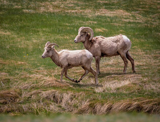 Obraz premium a couple of bighorn sheeps on a meadow