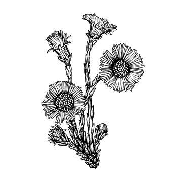 Closeup of coltsfoot flowers (Tussilago farfara, tash plant, coughwort, farfara). Black and white outline illustration, hand drawn work isolated on white background