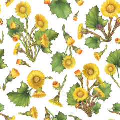 Seamless pattern with bright yellow coltsfoot flowers with leaves (Tussilago farfara, tash plant, coughwort, farfara). Watercolor hand drawn painting illustration isolated on white background.