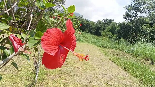 Hibiscus rosa-sinensis, known colloquially as Chinese hibiscus, China rose, Hawaiian hibiscus, rose mallow and shoeblack plant. In Indonesian called bunga  sepatu.