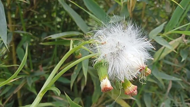 "Putri Malu" or Mimosa pudica is a short herbaceous plant belonging to the leguminous tribe which is easily recognized because of its leaves which quickly closewither by themselves when touched