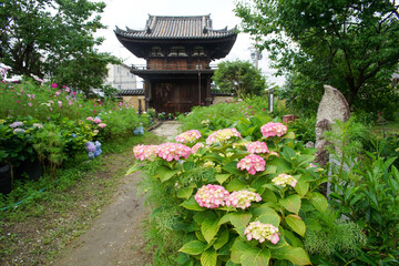 般若寺の紫陽花